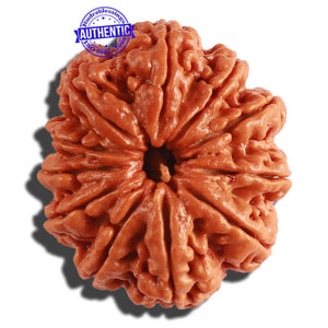 11 Mukhi Nepalese Rudraksha - Bead No. 294