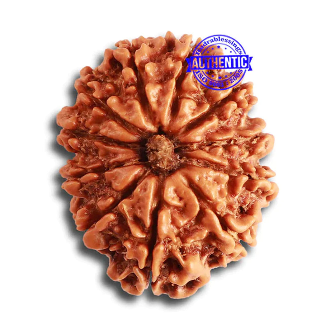 11 Mukhi Nepalese Rudraksha - Bead No. 323