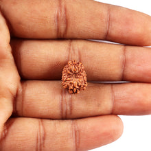 Load image into Gallery viewer, 11 Mukhi Indonesian Rudraksha - Bead No. 252
