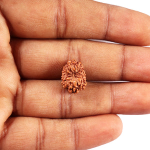 11 Mukhi Indonesian Rudraksha - Bead No. 252