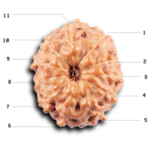 11 Mukhi Indonesian Rudraksha - Bead No. 253