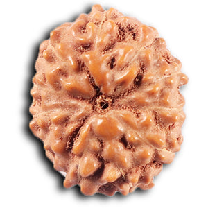 11 Mukhi Indonesian Rudraksha - Bead No. 253