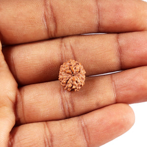 11 Mukhi Indonesian Rudraksha - Bead No. 253