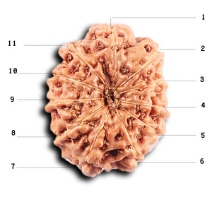 11 Mukhi Indonesian Rudraksha - Bead No. 254