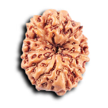 Load image into Gallery viewer, 11 Mukhi Indonesian Rudraksha - Bead No. 254
