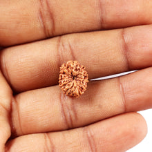 Load image into Gallery viewer, 11 Mukhi Indonesian Rudraksha - Bead No. 254
