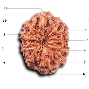 11 Mukhi Indonesian Rudraksha - Bead No.255