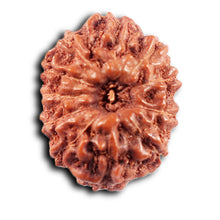 Load image into Gallery viewer, 11 Mukhi Indonesian Rudraksha - Bead No.255
