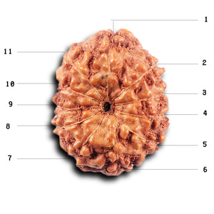 11 Mukhi Indonesian Rudraksha - Bead No. 257