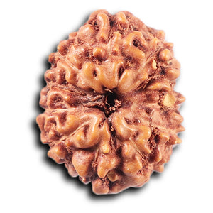 11 Mukhi Indonesian Rudraksha - Bead No. 257