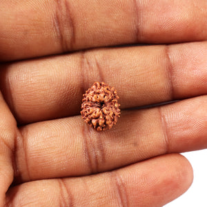 11 Mukhi Indonesian Rudraksha - Bead No. 257