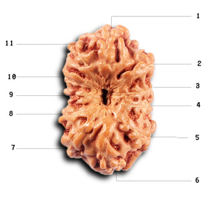 11 Mukhi Indonesian Rudraksha - Bead No. 258