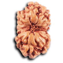 Load image into Gallery viewer, 11 Mukhi Indonesian Rudraksha - Bead No. 258
