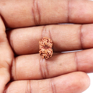 11 Mukhi Indonesian Rudraksha - Bead No. 258