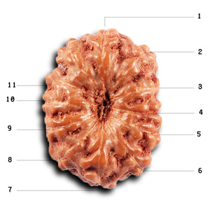 11 Mukhi Indonesian Rudraksha - Bead No. 259