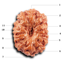 Load image into Gallery viewer, 11 Mukhi Indonesian Rudraksha - Bead No. 259
