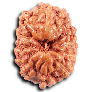 11 Mukhi Indonesian Rudraksha - Bead No. 259