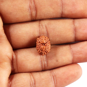 11 Mukhi Indonesian Rudraksha - Bead No. 259