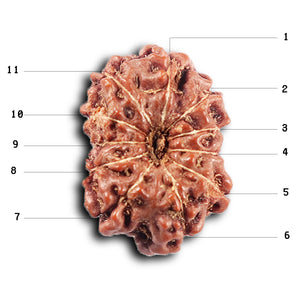 11 Mukhi Indonesian Rudraksha - Bead No.261