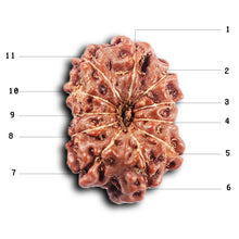 Load image into Gallery viewer, 11 Mukhi Indonesian Rudraksha - Bead No.261
