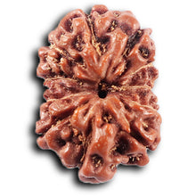 Load image into Gallery viewer, 11 Mukhi Indonesian Rudraksha - Bead No.261
