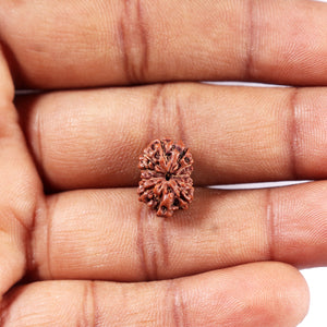 11 Mukhi Indonesian Rudraksha - Bead No.261