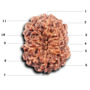 11 Mukhi Indonesian Rudraksha - Bead No. 262