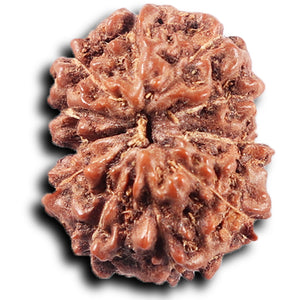 11 Mukhi Indonesian Rudraksha - Bead No. 262