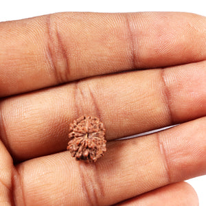 11 Mukhi Indonesian Rudraksha - Bead No. 262