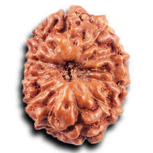 Load image into Gallery viewer, 11 Mukhi Indonesian Rudraksha - Bead No. 263
