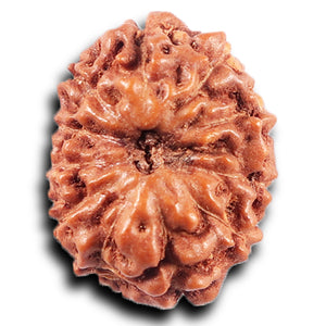 11 Mukhi Indonesian Rudraksha - Bead No. 263