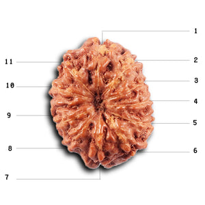 11 Mukhi Indonesian Rudraksha - Bead No. 263