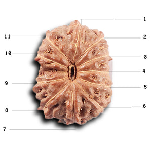 11 Mukhi Indonesian Rudraksha - Bead No. 264