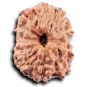 11 Mukhi Indonesian Rudraksha - Bead No. 264