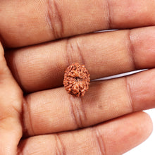 Load image into Gallery viewer, 11 Mukhi Indonesian Rudraksha - Bead No. 263
