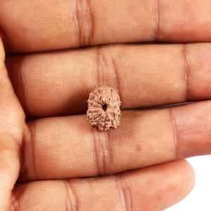 11 Mukhi Indonesian Rudraksha - Bead No. 264