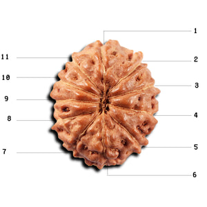 11 Mukhi Indonesian Rudraksha - Bead No. 265