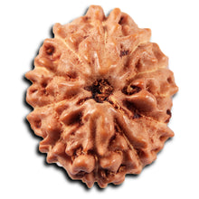 Load image into Gallery viewer, 11 Mukhi Indonesian Rudraksha - Bead No. 265
