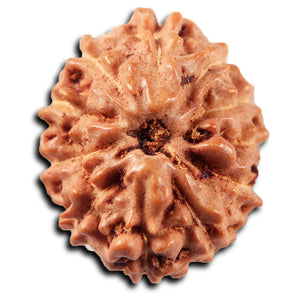 11 Mukhi Indonesian Rudraksha - Bead No. 265