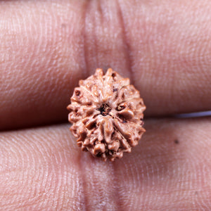 11 Mukhi Indonesian Rudraksha - Bead No. 265