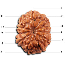 Load image into Gallery viewer, 11 Mukhi Indonesian Rudraksha - Bead No. 266
