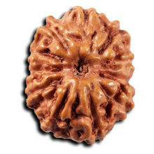 Load image into Gallery viewer, 11 Mukhi Indonesian Rudraksha - Bead No. 266
