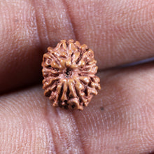 Load image into Gallery viewer, 11 Mukhi Indonesian Rudraksha - Bead No. 266
