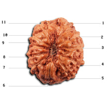 Load image into Gallery viewer, 11 Mukhi Indonesian Rudraksha - Bead No. 267
