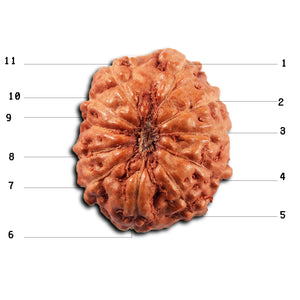 11 Mukhi Indonesian Rudraksha - Bead No. 267