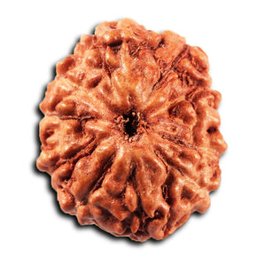 11 Mukhi Indonesian Rudraksha - Bead No. 267