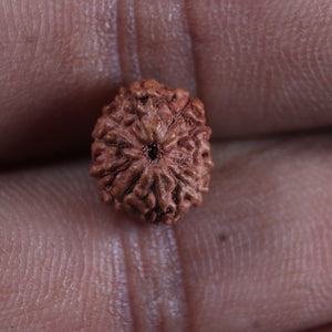 11 Mukhi Indonesian Rudraksha - Bead No. 267