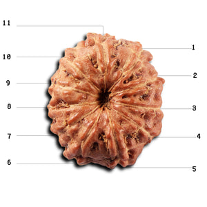 11 Mukhi Indonesian Rudraksha - Bead No. 268