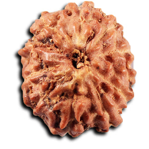 11 Mukhi Indonesian Rudraksha - Bead No. 268