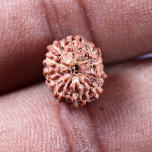 11 Mukhi Indonesian Rudraksha - Bead No. 268